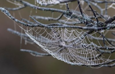 Door de Smalle Steegjes: Gotisch Wijk als levend museum